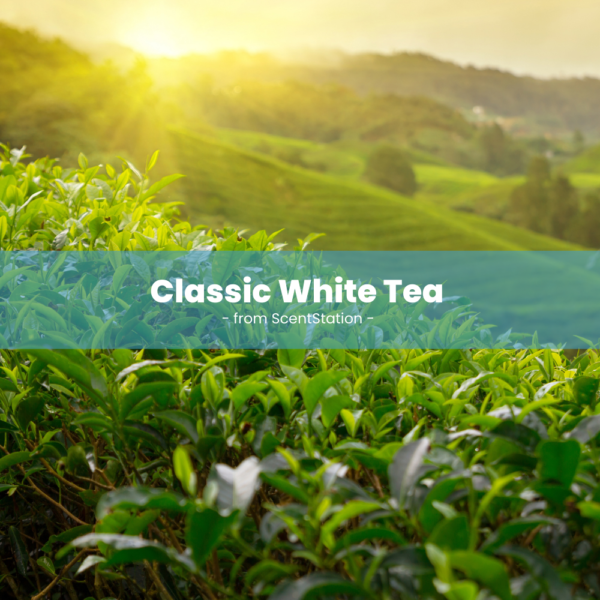 Classic White Tea